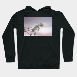 Pretty Nectarine Blossoms Hoodie